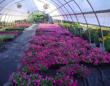 Garden Trellis